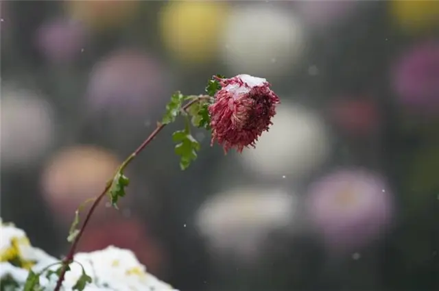 雪菊三首，冬日菊花，生意在根本，大雪冻不死