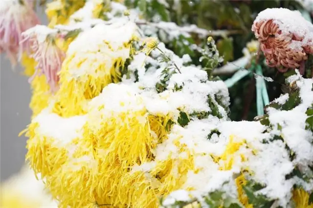 雪菊三首，冬日菊花，生意在根本，大雪冻不死