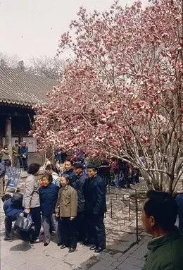 80年代外国游客拍摄的北京！把我看哭了！