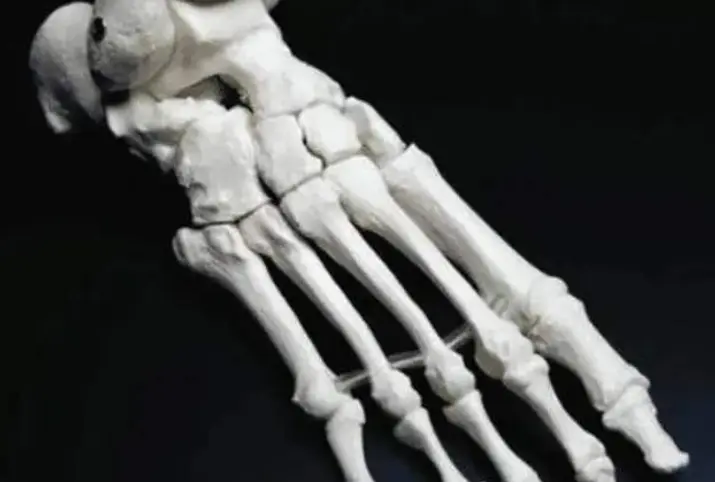 人类共有206块骨头，为何中国人少2块？专家：一个部位有差异