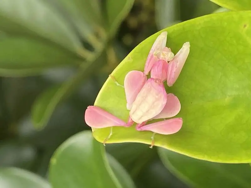 色诱猎物 西双版纳热带植物园再次出现兰花螳螂