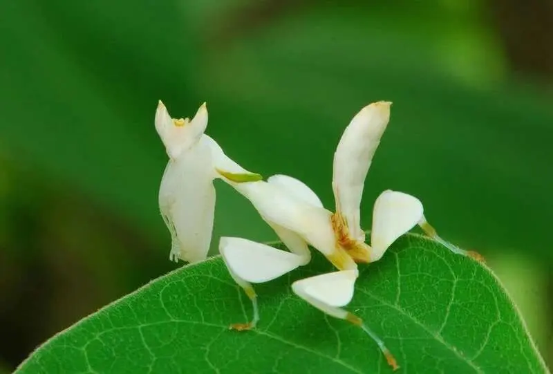 色诱猎物 西双版纳热带植物园再次出现兰花螳螂