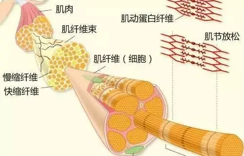 增肌最需要的是碳水！