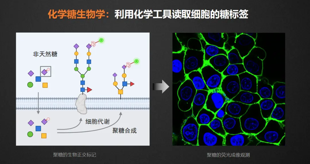 细胞的“身份证”，糖的小身板蕴含着大能量？