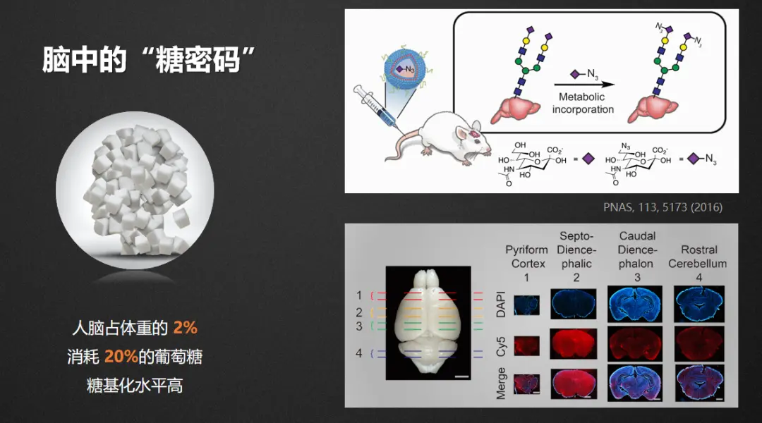 细胞的“身份证”，糖的小身板蕴含着大能量？