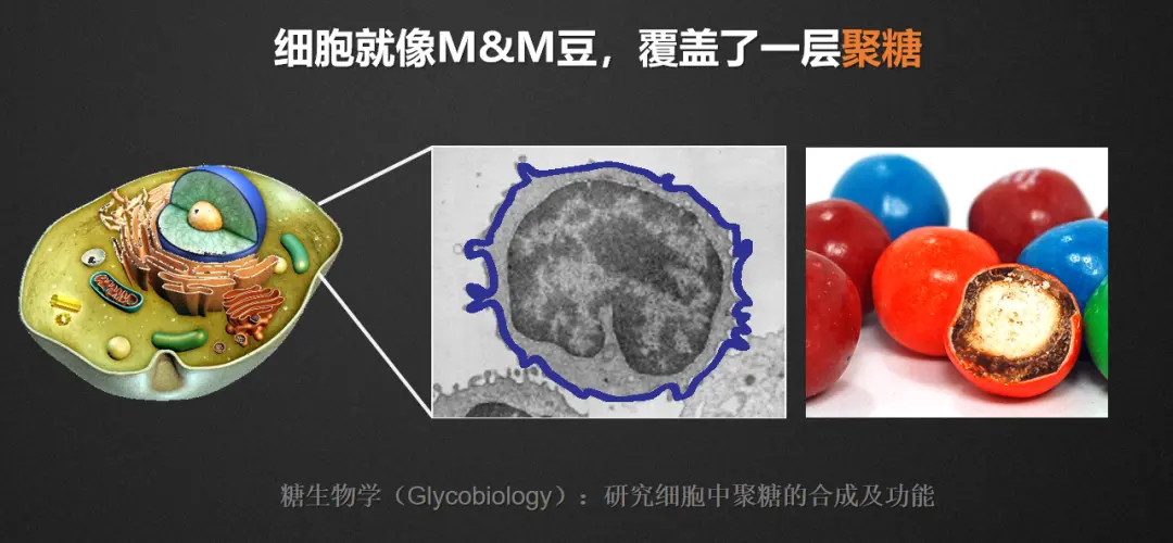 细胞的“身份证”，糖的小身板蕴含着大能量？