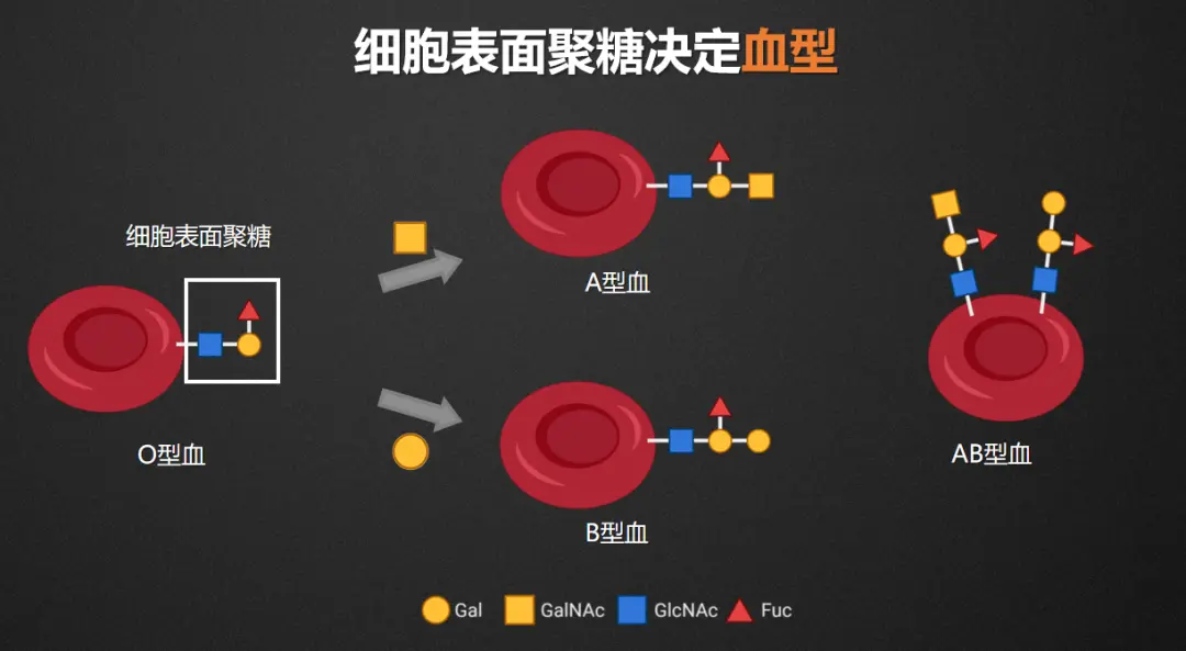 细胞的“身份证”，糖的小身板蕴含着大能量？