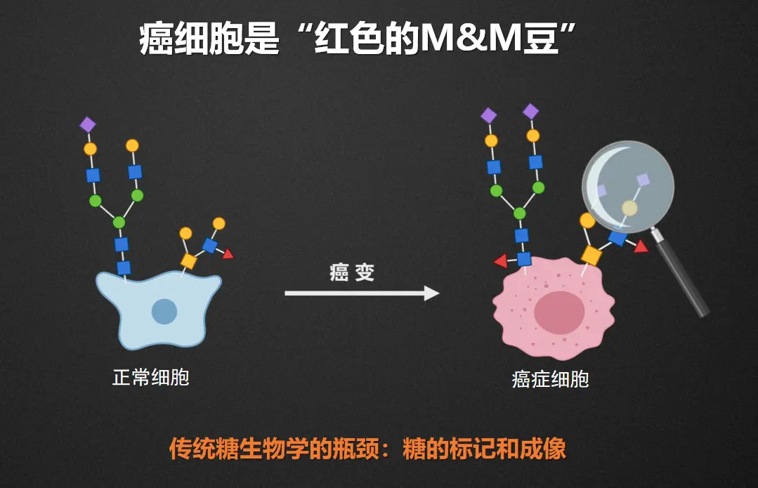 细胞的“身份证”，糖的小身板蕴含着大能量？