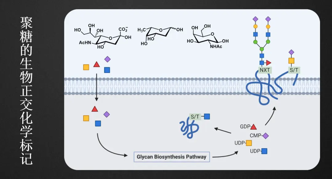 细胞的“身份证”，糖的小身板蕴含着大能量？