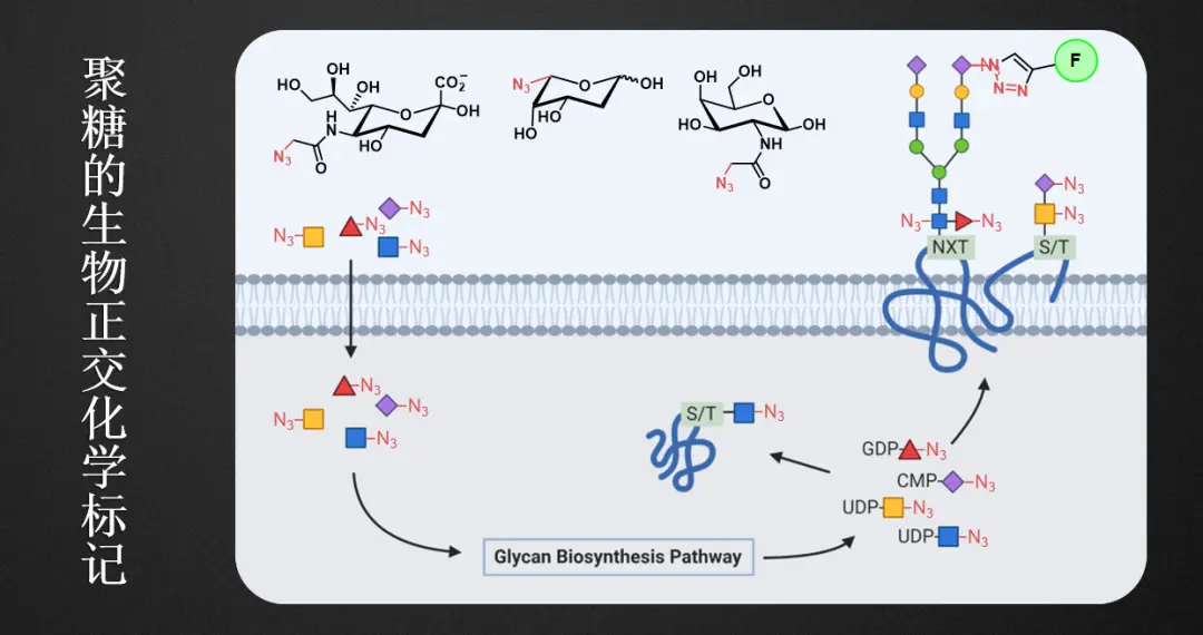 细胞的“身份证”，糖的小身板蕴含着大能量？