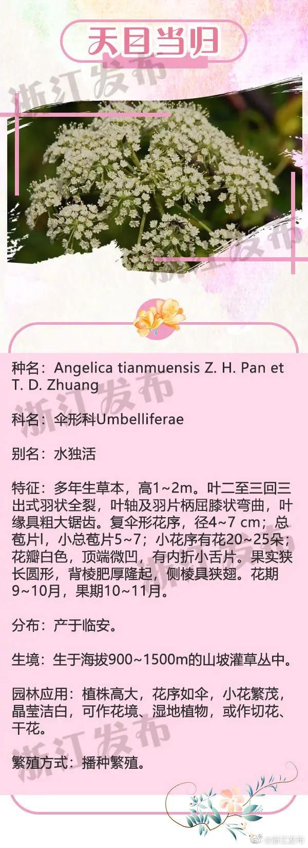 这3种美丽野花，惊艳到你了吗？