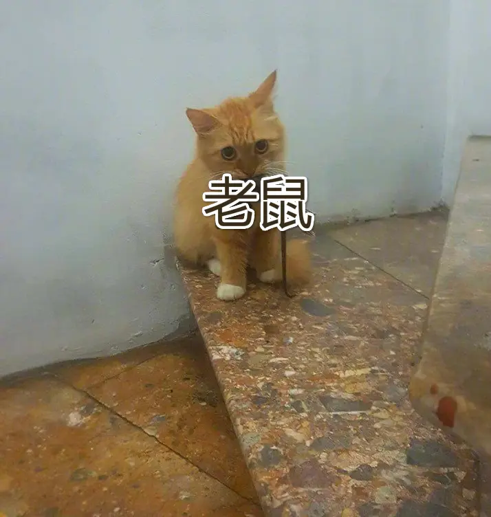 “好慌！我家猫叼了一件内衣回家！”