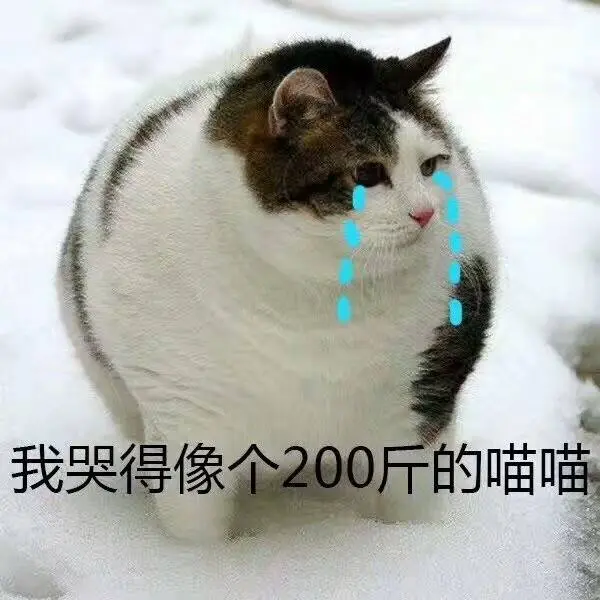 “好慌！我家猫叼了一件内衣回家！”