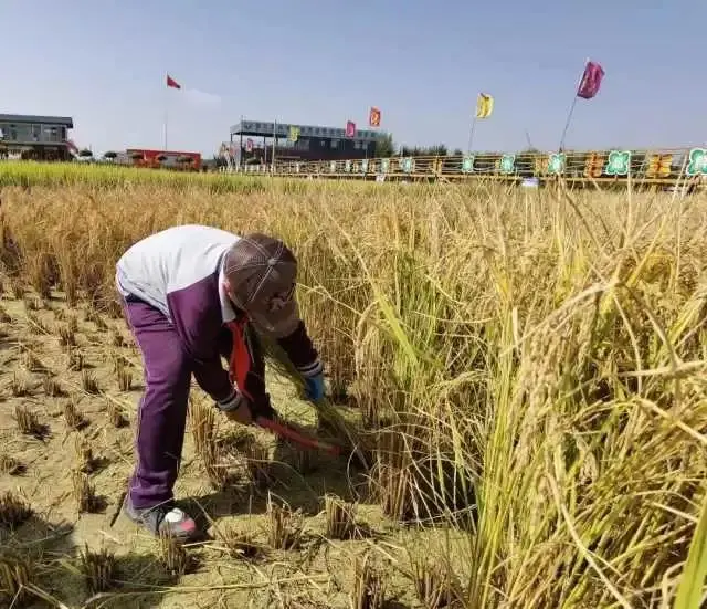 宁夏：“五小活动”助推劳动教育课落地生根