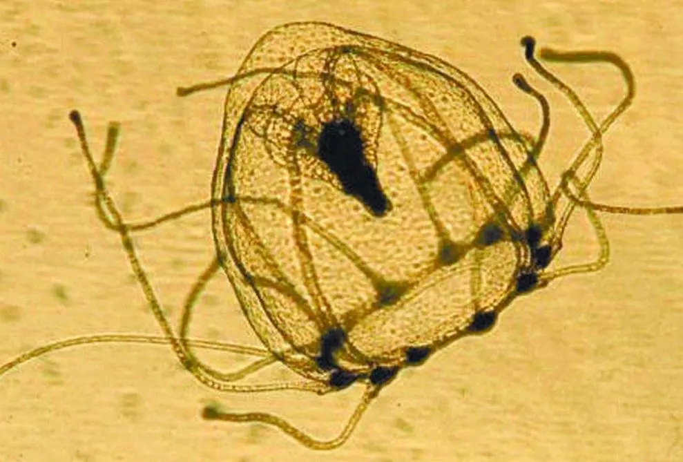 自然界中最接近永生的4种生物