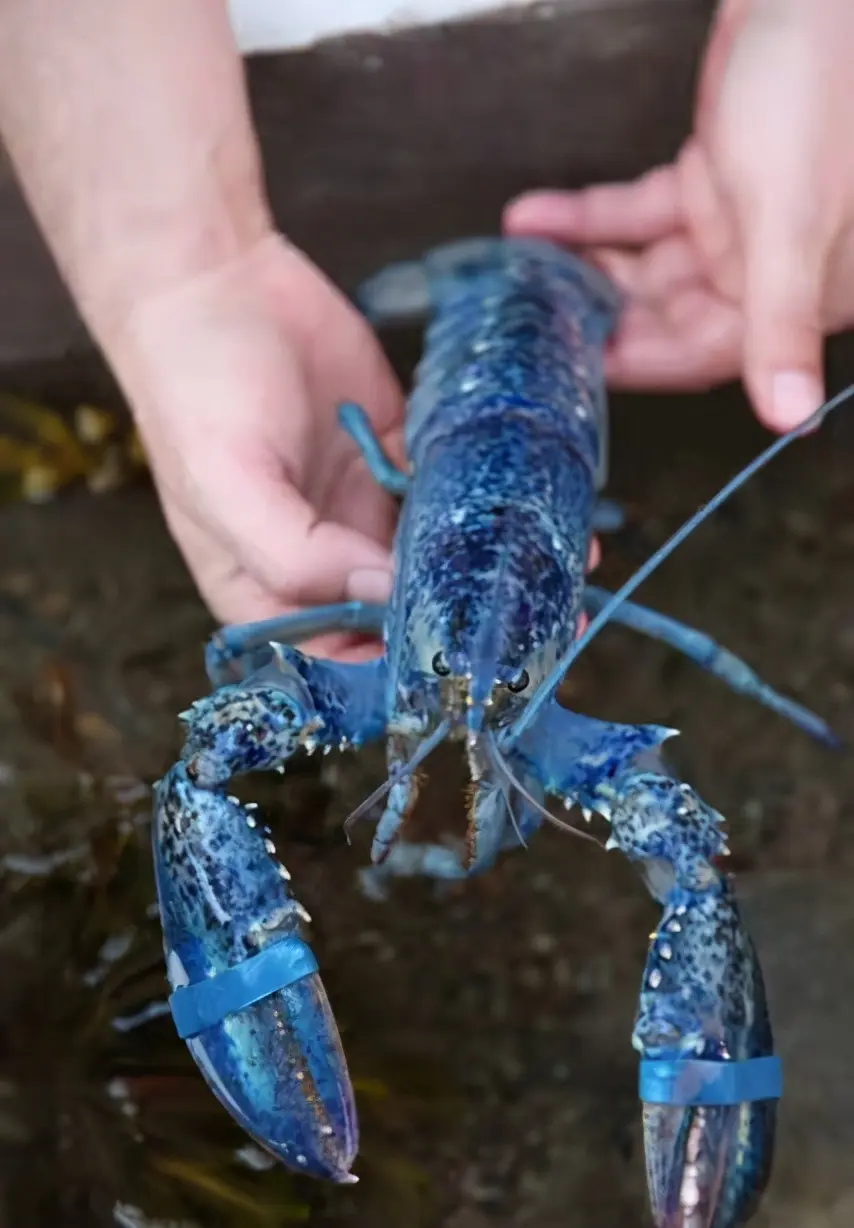 自然界中最接近永生的4种生物