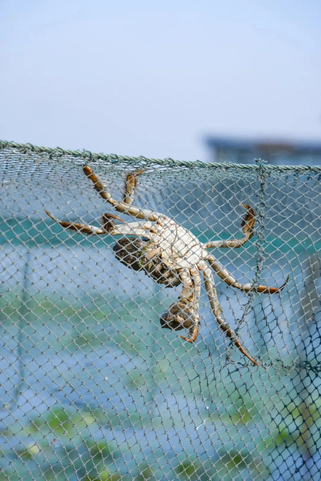 金曾豪的吃蟹经