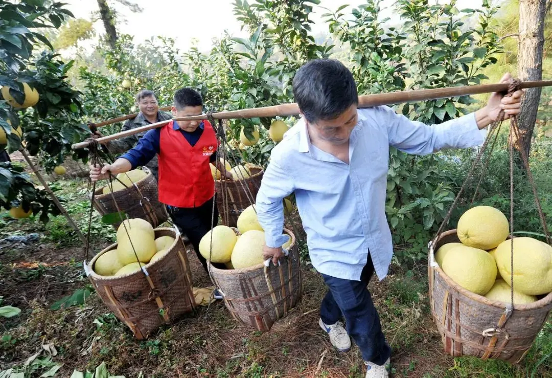 买柚子，选尖还是选圆？老果农：牢记这5点，买到的柚子甜美多汁