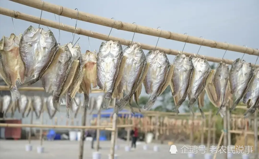 农村老家腌鱼，用盐是关键，掌握五点，腊鱼咸香紧实，久放不坏