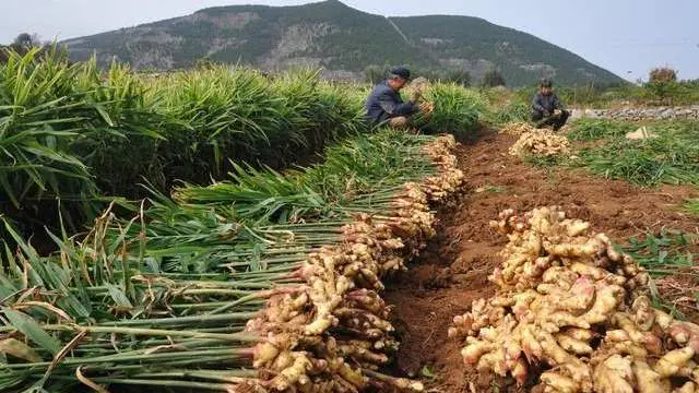 葱价还没下来，又一蔬菜大涨至6年最高价，农民却不是最大受益者