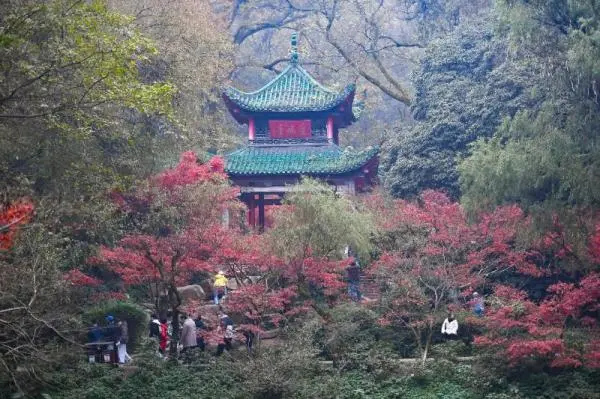 红枫扮靓岳麓山