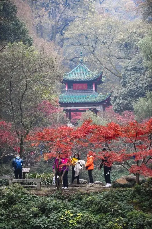 红枫扮靓岳麓山