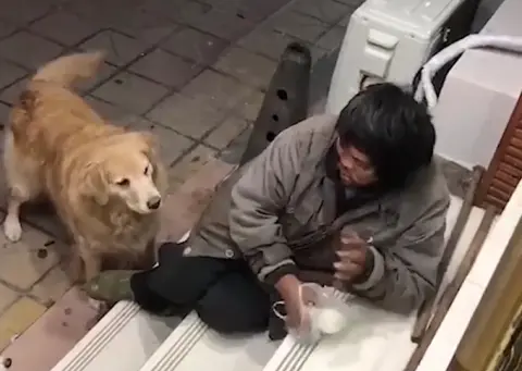 流浪汉每天带馒头来喂狗狗，宠物店老板拍下暖心一幕