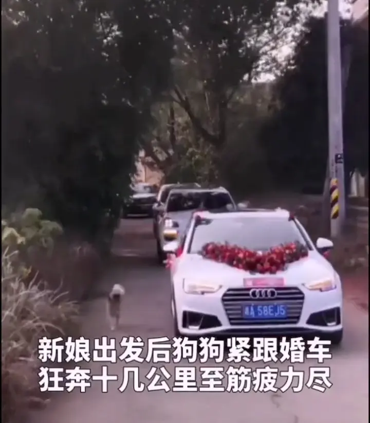 狗狗紧跟婚车十几公里后续 狗狗见到主人惊喜狂奔，满眼都是主人