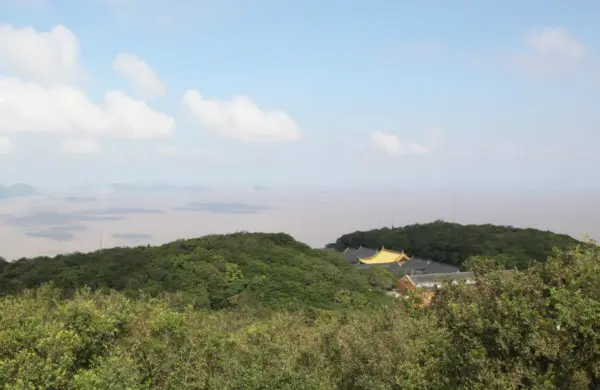 舟山普陀山发现我国面积最大的台湾蚊母树群：面积4公顷 最大树龄500年