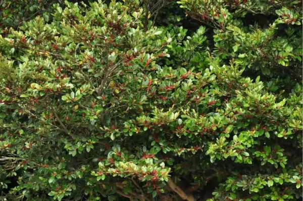 舟山普陀山发现我国面积最大的台湾蚊母树群：面积4公顷 最大树龄500年