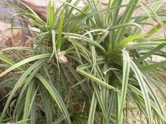 全球最“贪财”的植物，生长于钻石层地面上，却引来“杀身之祸”