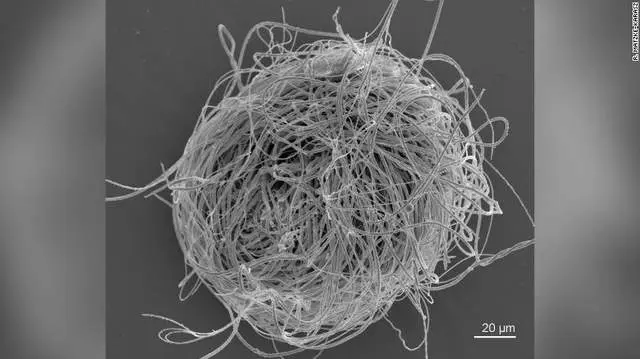 交配后变琥珀，被封存1亿年，科学家在其体内发现了巨型精子！