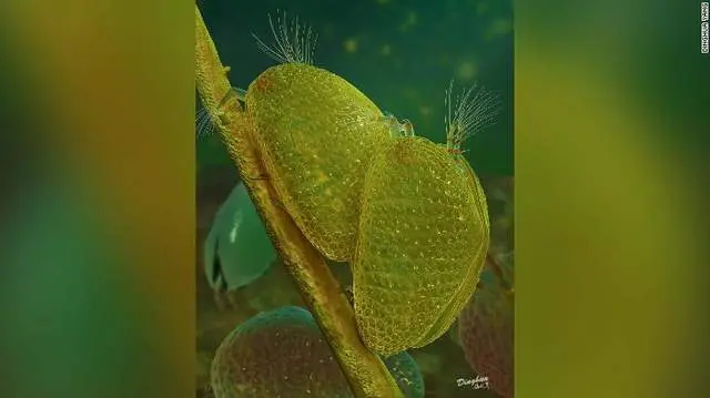 交配后变琥珀，被封存1亿年，科学家在其体内发现了巨型精子！