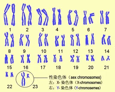 黑人的基因有多强大？需要多少代混血，才能完全拥有白人特征？