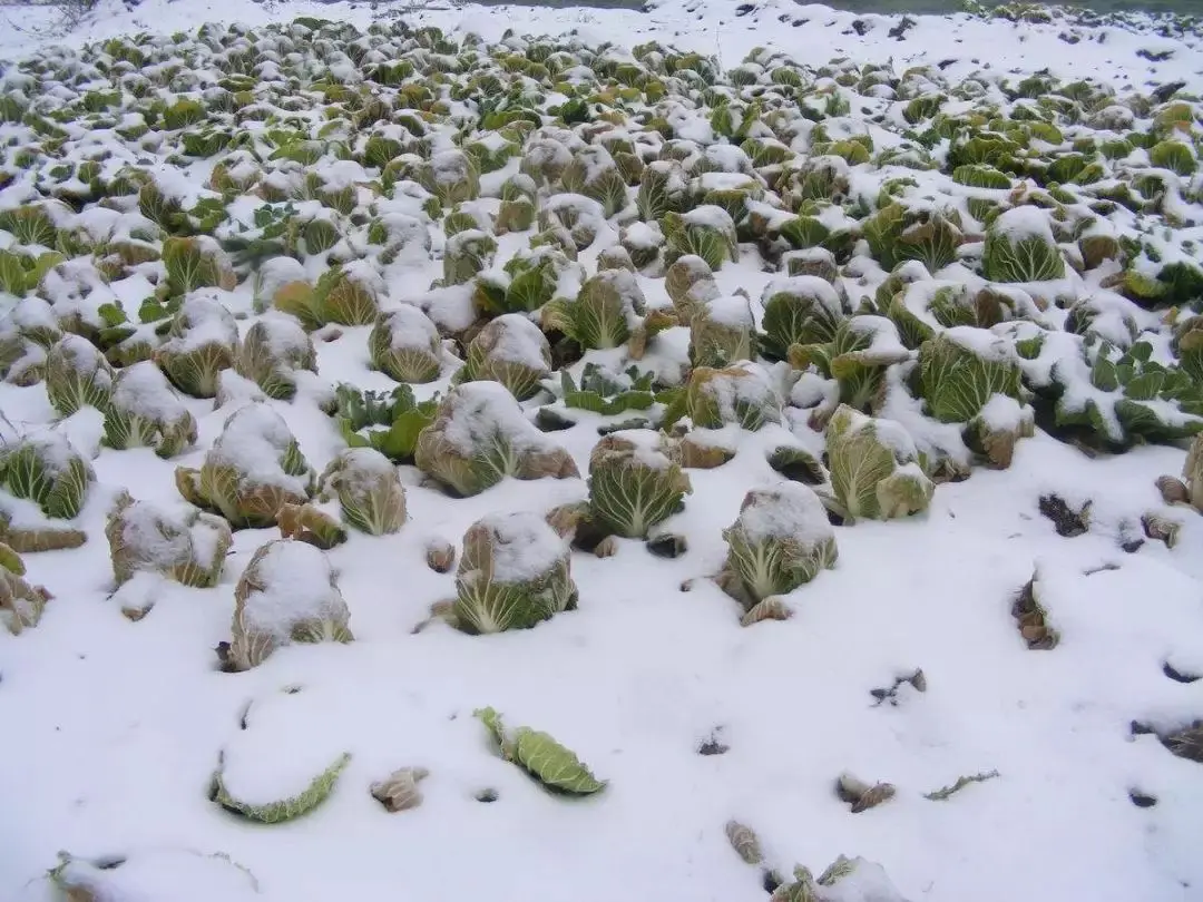 乡村，雪的记忆