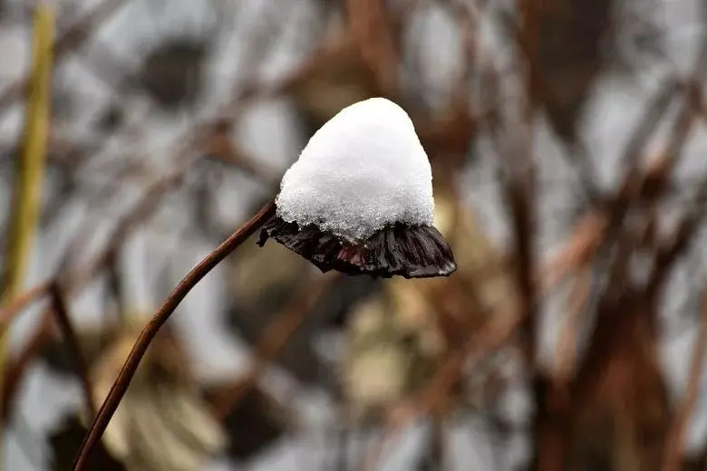 乡村，雪的记忆