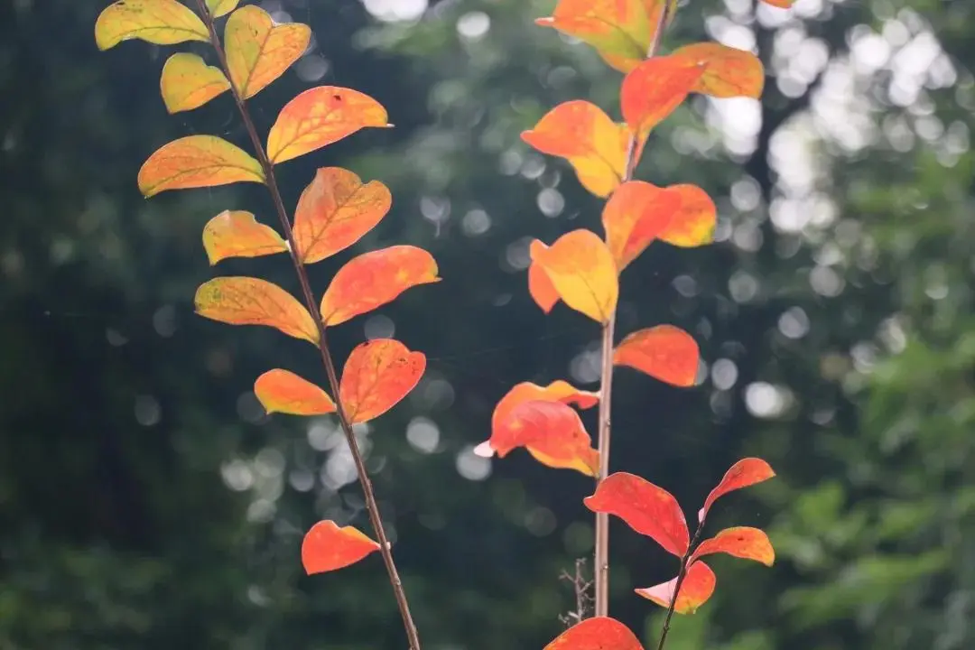 儿女的生日是父母的苦日子，无声付出用爱守候