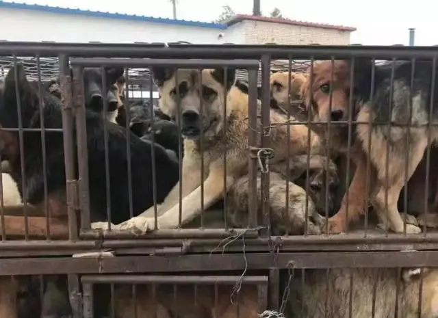 在高速偶遇贩狗车，谁注意到狗狗的眼神，让人十分心痛