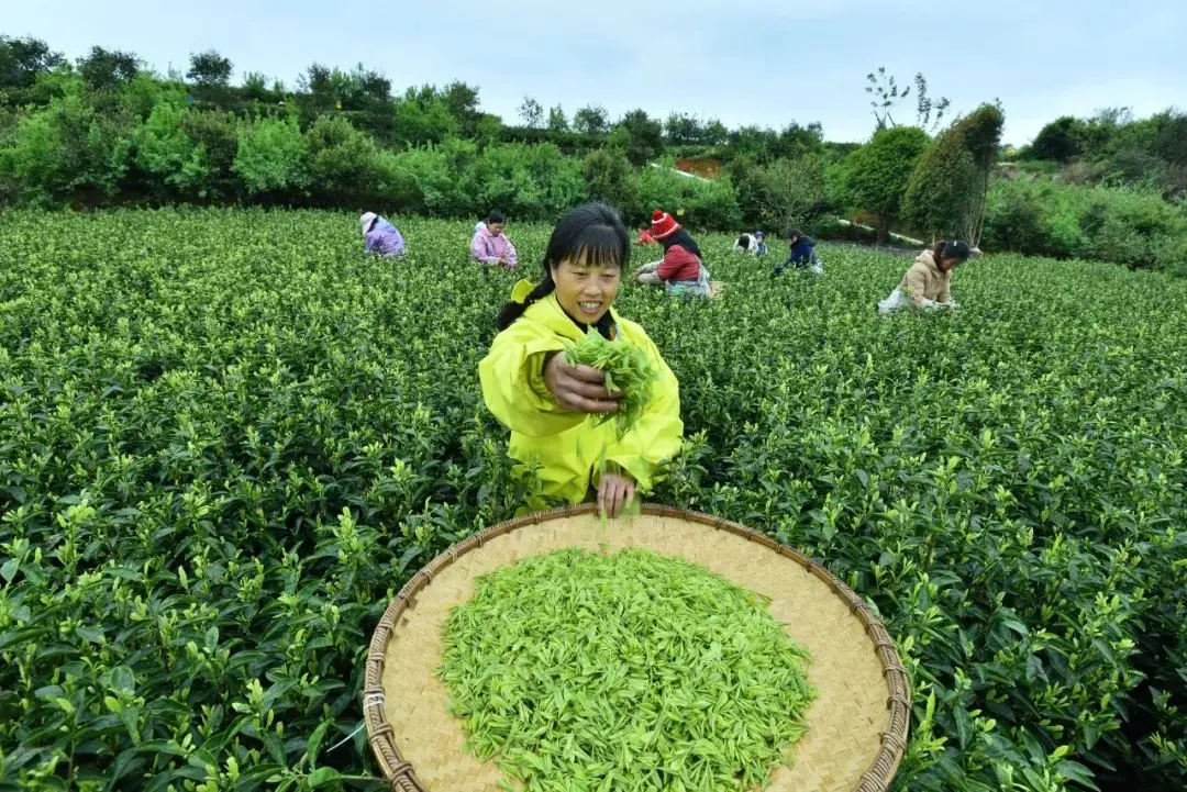 对3万只羊的回礼，为何选择茶叶？