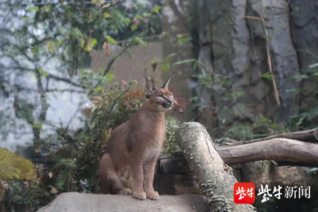 红山动物园中国猫科馆来了不少新伙伴