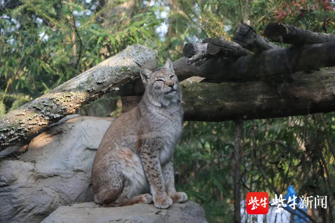 红山动物园中国猫科馆来了不少新伙伴