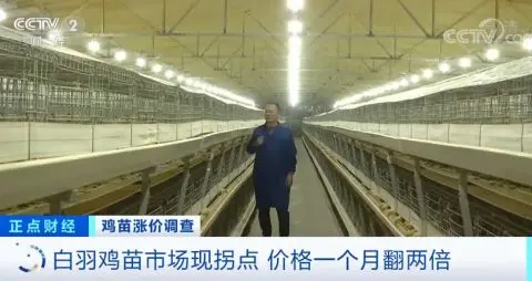 涨涨涨！鸡苗价格一天一个价，疯狂到一个月翻两倍！鸡肉会变贵吗？