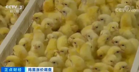 涨涨涨！鸡苗价格一天一个价，疯狂到一个月翻两倍！鸡肉会变贵吗？