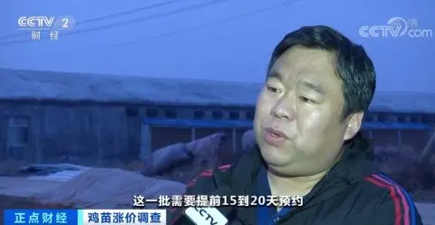 涨涨涨！鸡苗价格一天一个价，疯狂到一个月翻两倍！鸡肉会变贵吗？