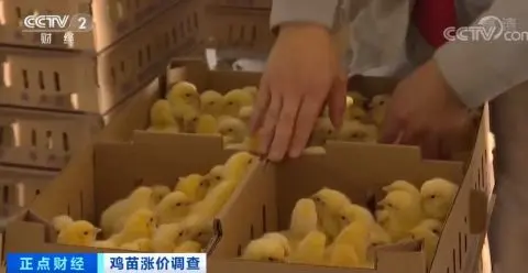 涨涨涨！鸡苗价格一天一个价，疯狂到一个月翻两倍！鸡肉会变贵吗？