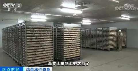 涨涨涨！鸡苗价格一天一个价，疯狂到一个月翻两倍！鸡肉会变贵吗？