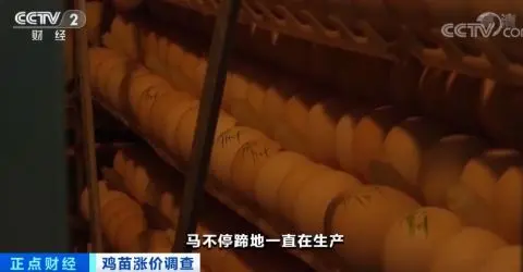 涨涨涨！鸡苗价格一天一个价，疯狂到一个月翻两倍！鸡肉会变贵吗？