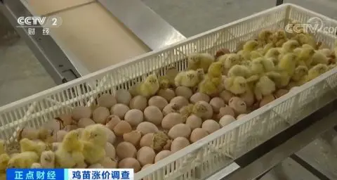 涨涨涨！鸡苗价格一天一个价，疯狂到一个月翻两倍！鸡肉会变贵吗？