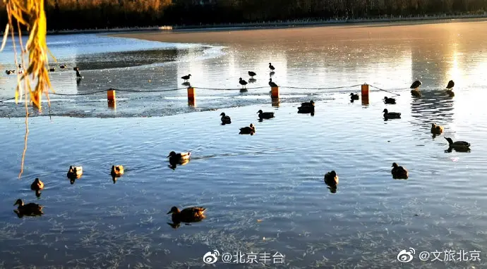 野鸭戏水，喜鹊登枝，冬日里的莲花池公园其乐融融