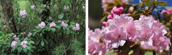 这里藏了35种杜鹃花！美翻了……